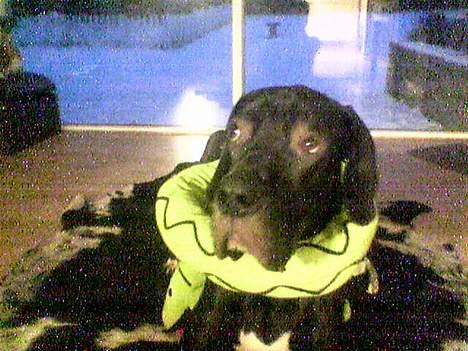 Grand danois ugly, død 14-1-07 - mig og min designerslange!! billede 2