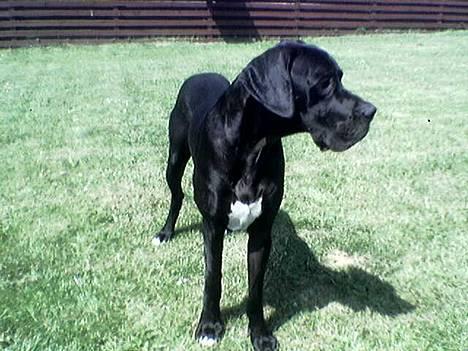 Grand danois ugly, død 14-1-07 - nej gider ik at kigge!!! billede 3