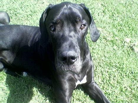 Grand danois ugly, død 14-1-07 - er jeg ik søøøød! billede 4