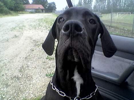 Grand danois ugly, død 14-1-07 - ja moar! skal nok kigge! billede 5