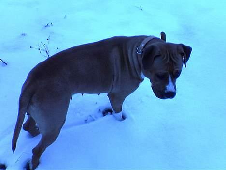 Amerikansk staffordshire terrier lissa tipit z hanky billede 4