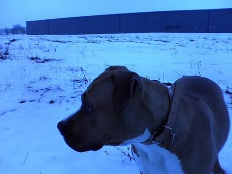 Amerikansk staffordshire terrier lissa tipit z hanky billede 5