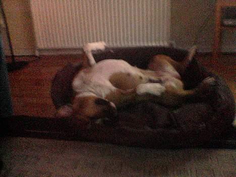 Amerikansk staffordshire terrier lissa tipit z hanky billede 6