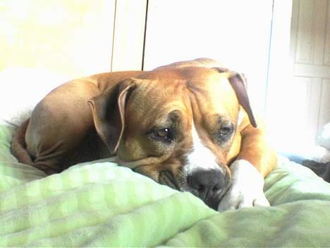 Amerikansk staffordshire terrier lissa tipit z hanky billede 7