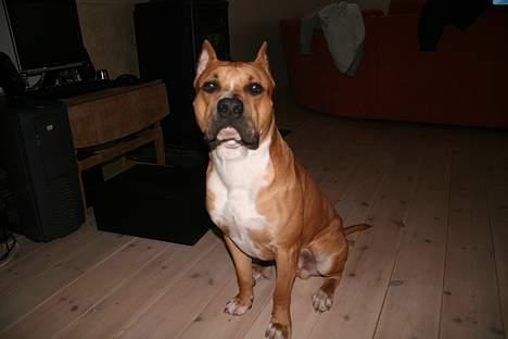 Amerikansk staffordshire terrier Tyson *R.I.P* - se hvor stor jeg er! billede 1