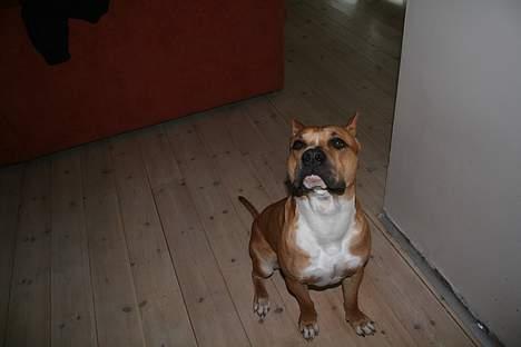 Amerikansk staffordshire terrier Tyson *R.I.P* billede 2