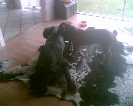 Grand danois ugly, død 14-1-07 - ugly med lillebror Bufas billede 6