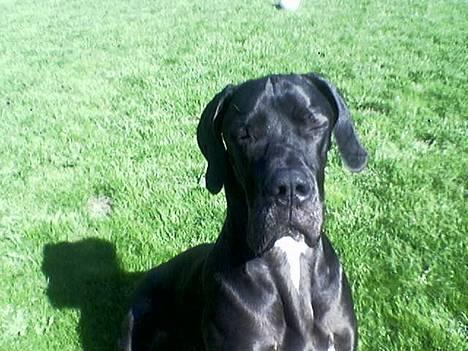 Grand danois ugly, død 14-1-07 - iiiihhh den sol,man fåe den jo lige i øjene!! billede 7