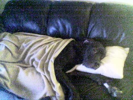 Grand danois ugly, død 14-1-07 - snnnooooooooooooooooooooork!!!! billede 8