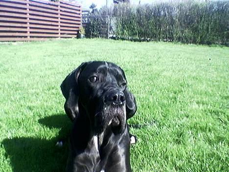 Grand danois ugly, død 14-1-07 - heeey tøser!! billede 9