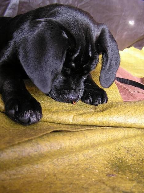 Blanding af racer Miss - Mor... hvad er det for en rød dims?? (mariehønen for snuden af hende) billede 16