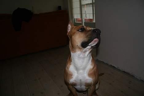 Amerikansk staffordshire terrier Tyson *R.I.P* billede 3