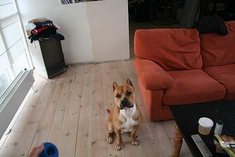 Amerikansk staffordshire terrier Tyson *R.I.P* - ihh jeg vil have den bold! billede 4