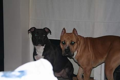 Amerikansk staffordshire terrier Tyson *R.I.P* - tyson og ziggi! billede 5