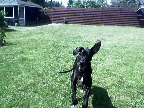 Grand danois ugly, død 14-1-07 - ja nu kooooommmer jeeeg! billede 10