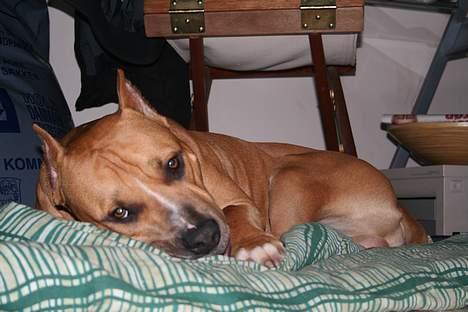 Amerikansk staffordshire terrier Tyson *R.I.P* - årh jeg er så sød! billede 6