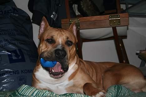 Amerikansk staffordshire terrier Tyson *R.I.P* - flot ikk? :D billede 7