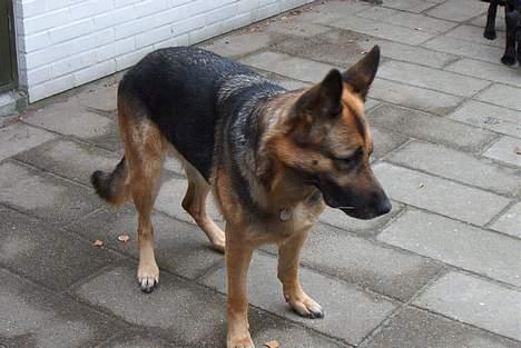 Schæferhund tøsen *død* - tøs billede 1