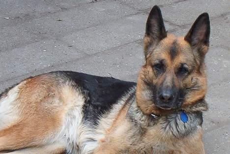 Schæferhund tøsen *død* - er jeg ikke pæn som jeg ligge har ? billede 2