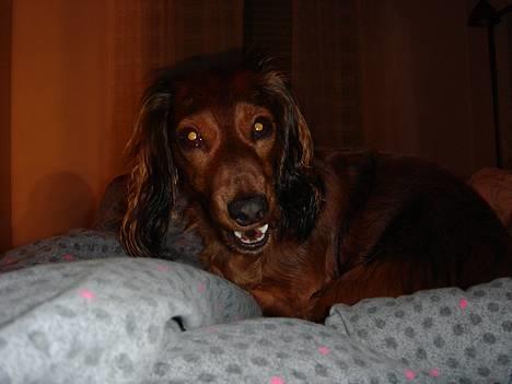 Gravhund Donna - PAAAAAAAAAAS PÅÅÅÅ billede 11