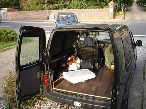 Gravhund Donna - Med far på job det er cool!!!! billede 12