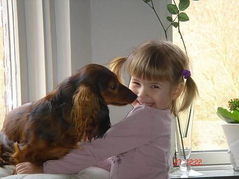 Gravhund Donna - Johanne og Dons billede 13