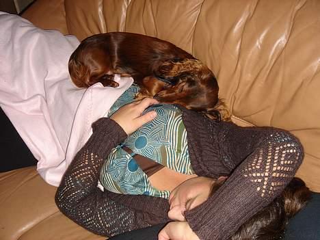 Gravhund Donna - Gravide Sas og Dons billede 14