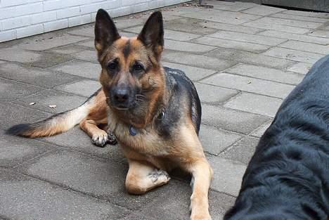 Schæferhund tøsen *død* - kalder du ? billede 3