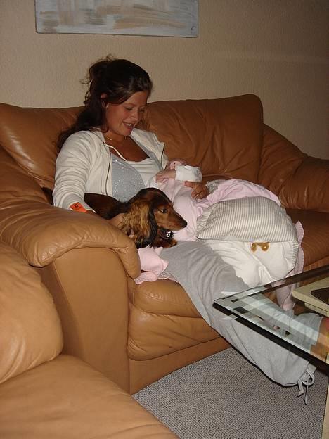 Gravhund Donna - Sas Laura og mig billede 15