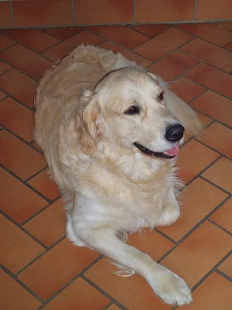 Golden retriever basco billede 1