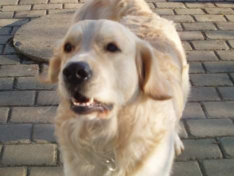 Golden retriever basco billede 2