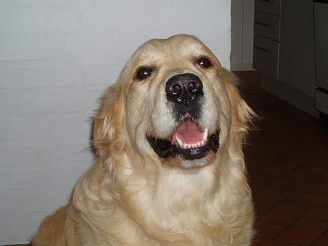 Golden retriever basco billede 3