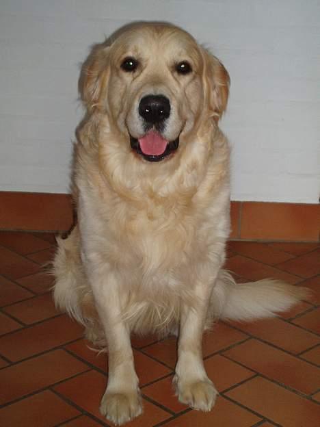 Golden retriever basco billede 4