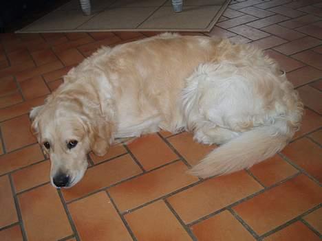 Golden retriever basco billede 5