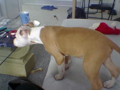 Amerikansk staffordshire terrier ,. Kato ( Ny Ejer "Tina N - Det er mit og jeg tager det hvis jeg vil far ,. Basta ,.  billede 8