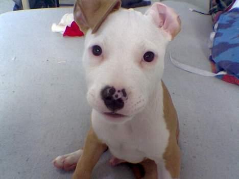 Amerikansk staffordshire terrier ,. Kato ( Ny Ejer "Tina N - Hej farmand ., billede 9