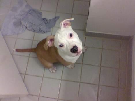 Amerikansk staffordshire terrier ,. Kato ( Ny Ejer "Tina N - Jeg vil også i bad ,. Har allerede mit håndklæde med ,. Se  selv ;) billede 10