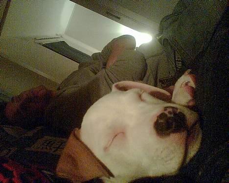 Amerikansk staffordshire terrier ,. Kato ( Ny Ejer "Tina N - Elsker og have fars venner på besøg ,. så er der nogen at sove sammen med ;D billede 11