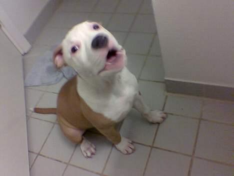 Amerikansk staffordshire terrier ,. Kato ( Ny Ejer "Tina N - Så lad mig dog komme i bad Far !!! billede 12