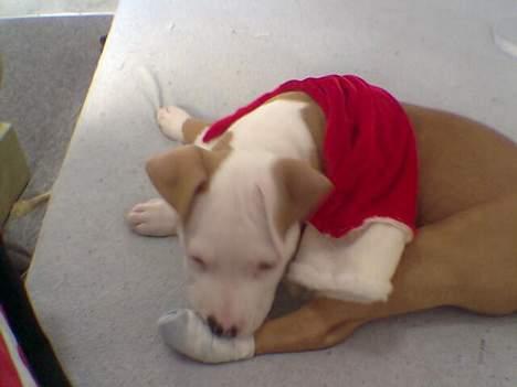 Amerikansk staffordshire terrier ,. Kato ( Ny Ejer "Tina N - Wee min føste jul , hva er det røde der dog ,. ? billede 13