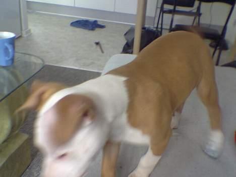 Amerikansk staffordshire terrier ,. Kato ( Ny Ejer "Tina N - Så fik jeg hva jeg ville ,. Sooo Long Sucker´s ,. :D billede 14