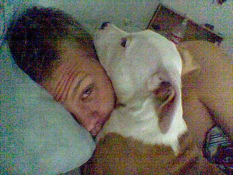 Amerikansk staffordshire terrier ,. Kato ( Ny Ejer "Tina N - Far er faktisk ret så Dejlig når han har været i byen , Så siger han ikke noget til jeg ligger hvor jeg vil ,. :D billede 15