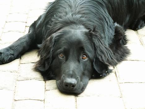 Hovawart Frodo the black panther R.I.P. 14.11.14 - Er der ikke nogen der gider lege ? billede 1