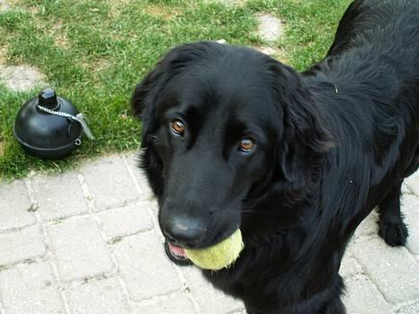 Hovawart Frodo the black panther R.I.P. 14.11.14 - Haha, det er bare min bold.. billede 2