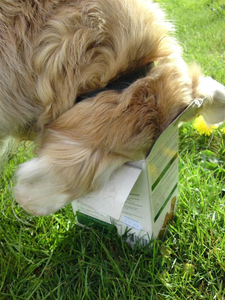 Blanding af racer Max billede 1