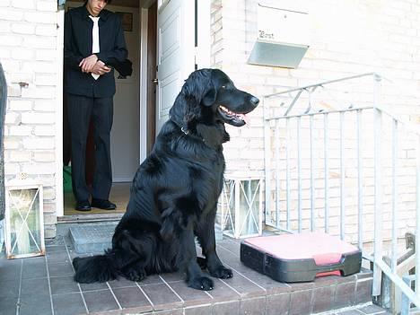 Hovawart Frodo the black panther R.I.P. 14.11.14 - Kan altså godt sidde pænt når det skal være billede 3