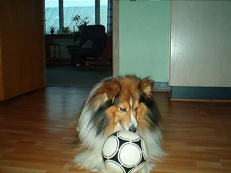 Shetland sheepdog Rollif`f  Boy billede 1