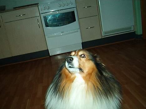 Shetland sheepdog Rollif`f  Boy billede 2