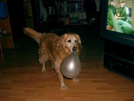 Blanding af racer Max - Hey -  en ballon - det er simpelthen det bedste legetøj billede 2