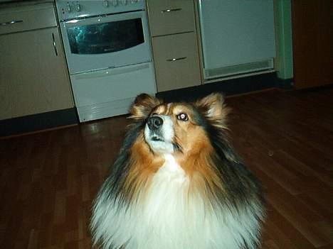 Shetland sheepdog Rollif`f  Boy billede 3